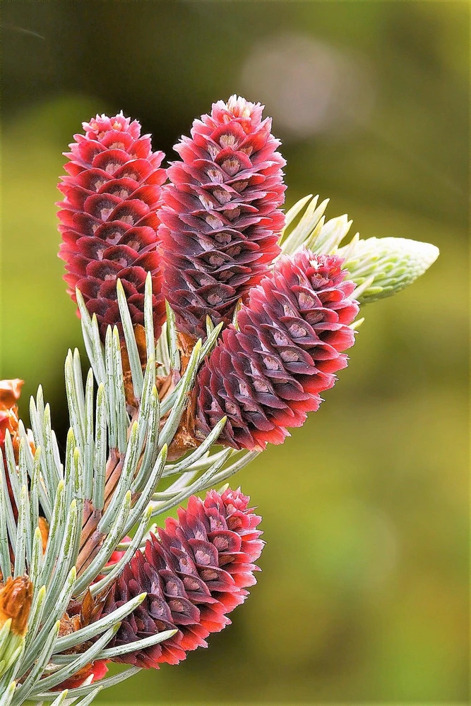 Colorado Blue Spruce Christmas Tree Seeds - Picea Pungens Glauca - 50 Seed Pack - Image 8