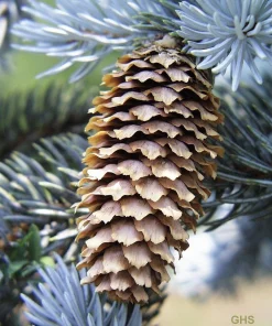 Colorado Blue Spruce Christmas Tree Seeds - Picea Pungens Glauca - 50 Seed Pack - Image 9