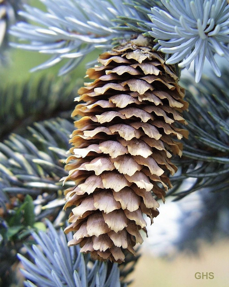Colorado Blue Spruce Christmas Tree Seeds - Picea Pungens Glauca - 50 Seed Pack - Image 9