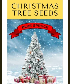 Colorado Blue Spruce Christmas Tree Seeds - Picea Pungens Glauca - 50 Seed Pack - Image 1