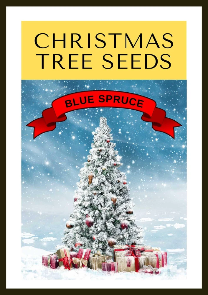 Colorado Blue Spruce Christmas Tree Seeds - Picea Pungens Glauca - 50 Seed Pack - Image 1