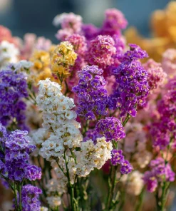 Colorful Statice Seeds Mix – Limonium Sinuatum – 50 Seed Pack for Fresh & Dried Bouquets - Image 3