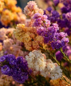 Colorful Statice Seeds Mix – Limonium Sinuatum – 50 Seed Pack for Fresh & Dried Bouquets - Image 6