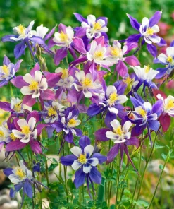 Columbine Seeds McKana Giants Mix - 120 Seeds - Tall Spurred Blooms Perennial - Image 2