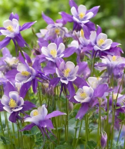 Columbine Seeds McKana Giants Mix - 120 Seeds - Tall Spurred Blooms Perennial - Image 3