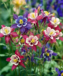 Columbine Seeds McKana Giants Mix - 120 Seeds - Tall Spurred Blooms Perennial - Image 4