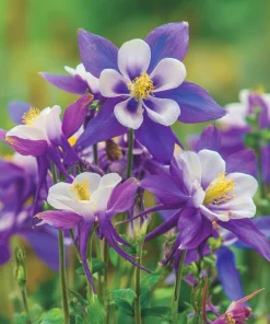 Columbine Seeds McKana Giants Mix - 120 Seeds - Tall Spurred Blooms Perennial - Image 5
