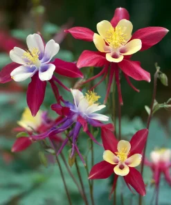 Columbine Seeds McKana Giants Mix - 120 Seeds - Tall Spurred Blooms Perennial - Image 6
