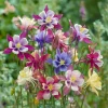 Columbine Seeds McKana Giants Mix - 120 Seeds - Tall Spurred Blooms Perennial - Image 1