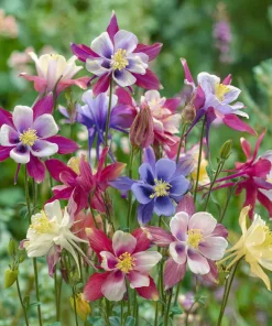 Columbine Seeds McKana Giants Mix - 120 Seeds - Tall Spurred Blooms Perennial - Image 1