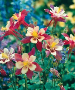 Columbine Seeds McKana Giants Mix - 120 Seeds - Tall Spurred Blooms Perennial - Image 7