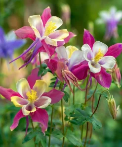 Columbine Seeds McKana Giants Mix - 120 Seeds - Tall Spurred Blooms Perennial - Image 8