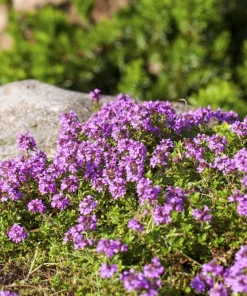 Common Garden Thyme Seeds - 1000 Seeds - Thymus Vulgaris Herb Flower - Image 10