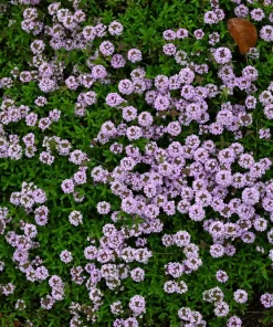 Common Garden Thyme Seeds - 1000 Seeds - Thymus Vulgaris Herb Flower - Image 3