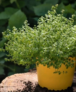 Common Garden Thyme Seeds - 1000 Seeds - Thymus Vulgaris Herb Flower - Image 6