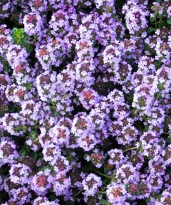 Common Garden Thyme Seeds - 1000 Seeds - Thymus Vulgaris Herb Flower - Image 8