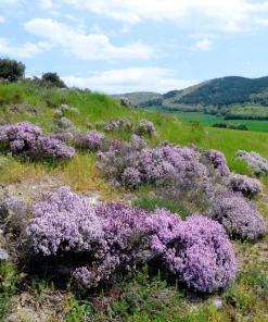 Common Garden Thyme Seeds - 1000 Seeds - Thymus Vulgaris Herb Flower - Image 9