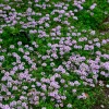 Common Garden Thyme Seeds - 1000 Seeds - Thymus Vulgaris Herb Flower - Image 1