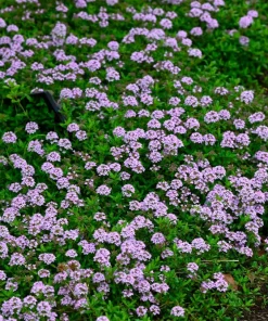 Common Garden Thyme Seeds - 1000 Seeds - Thymus Vulgaris Herb Flower - Image 1