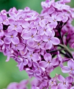 Common Lilac Shrubs - 2 Live Plants, 10-16