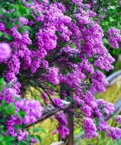 Common Lilac Shrubs - 2 Live Plants, 10-16