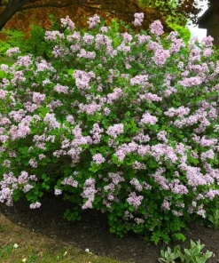 Common Lilac Shrubs - 2 Live Plants, 10-16