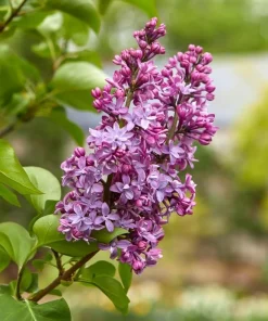 Common Lilac Shrubs - 2 Live Plants, 10-16