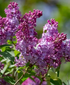 Common Lilac Shrubs - 2 Live Plants, 10-16