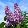 Common Lilac Shrubs - 2 Live Plants, 10-16" Tall, Purple Flowering, Outdoor - Image 1