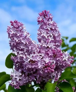 Common Lilac Shrubs - 2 Live Plants, 10-16" Tall, Purple Flowering, Outdoor - Image 1