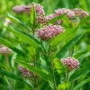 Common Milkweed Seeds - 50 Count - Native Pollinator Plant for Gardens - Image 1