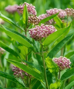 Common Milkweed Seeds - 50 Count - Native Pollinator Plant for Gardens - Image 1