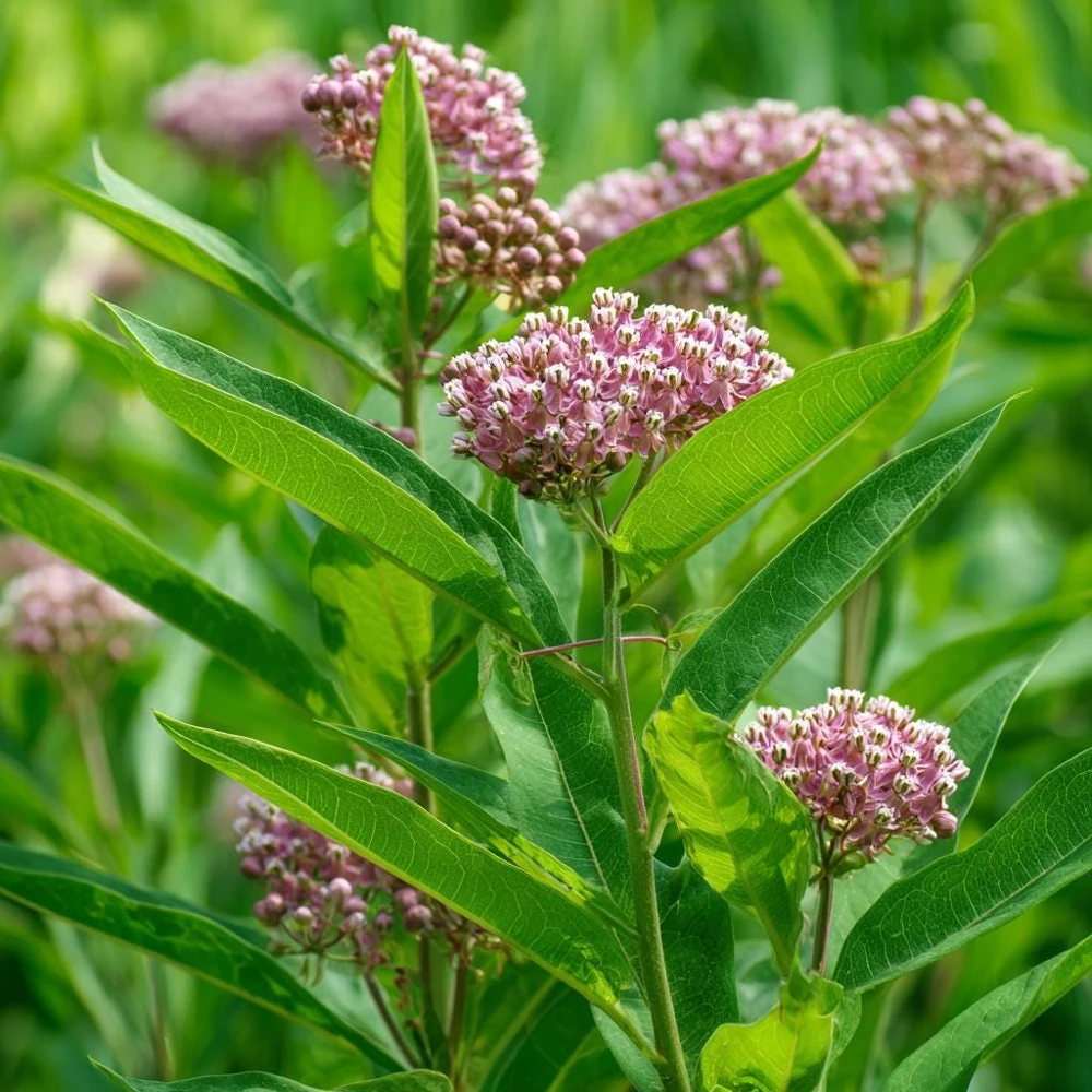 Common Milkweed Seeds - 50 Count - Native Pollinator Plant for Gardens - Image 1