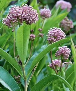 Common Milkweed Seeds - 50 Count - Native Pollinator Plant for Gardens - Image 3