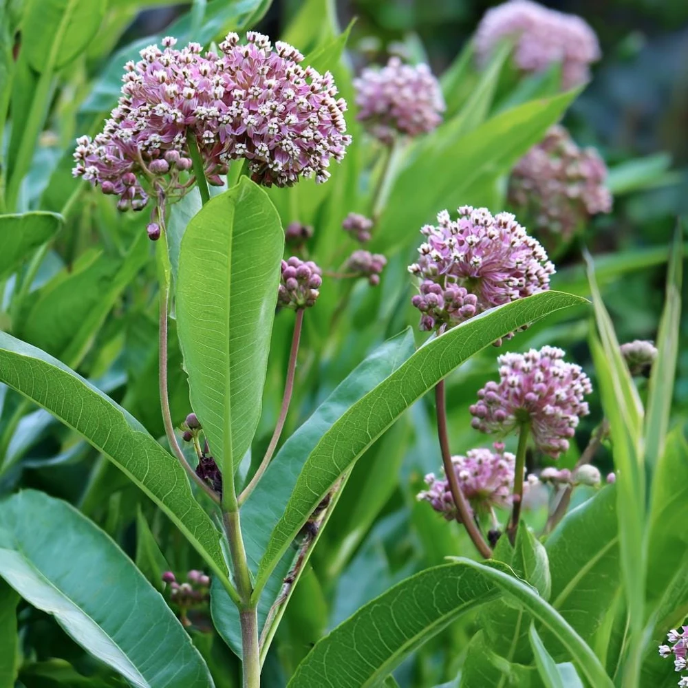 Common Milkweed Seeds - 50 Count - Native Pollinator Plant for Gardens - Image 3