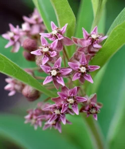 Common Milkweed Seeds - 50 Count - Native Pollinator Plant for Gardens - Image 4