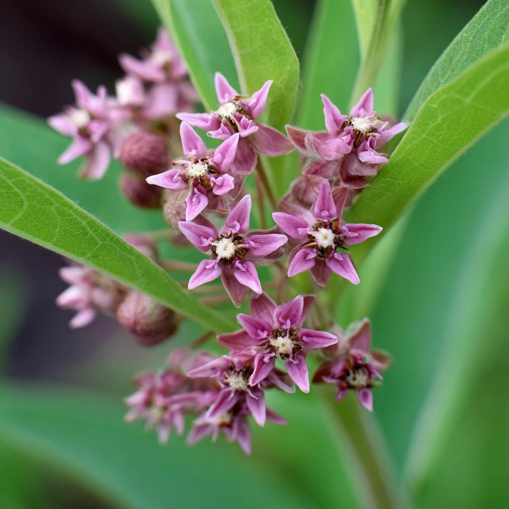 Common Milkweed Seeds - 50 Count - Native Pollinator Plant for Gardens - Image 4