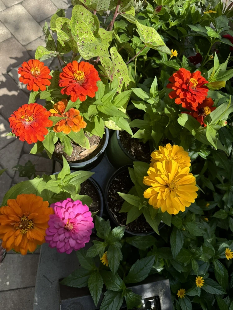 Common Zinnia Live Plant - Vibrant Annual Flowers for Outdoor Gardens - Image 2