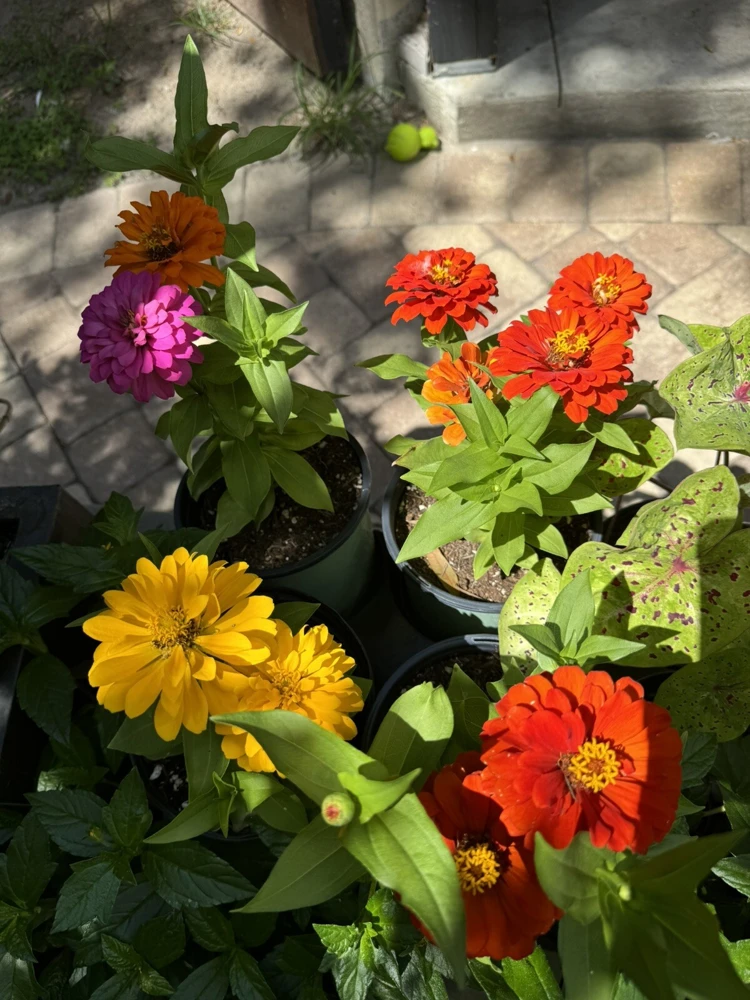 Common Zinnia Live Plant - Vibrant Annual Flowers for Outdoor Gardens - Image 1