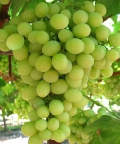 Compassion White Seedless Grape Vine Live Plants - 2 Pack, 1-2 Year Old, Outdoor - Image 2