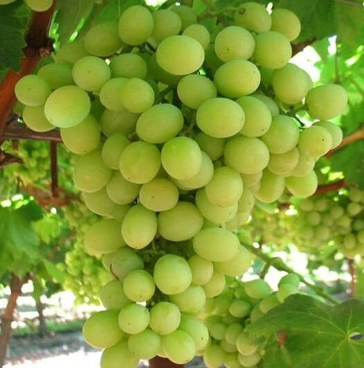 Compassion White Seedless Grape Vine Live Plants - 2 Pack, 1-2 Year Old, Outdoor - Image 2