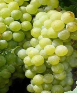 Compassion White Seedless Grape Vine Live Plants - 2 Pack, 1-2 Year Old, Outdoor - Image 3