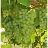 Compassion White Seedless Grape Vine Live Plants - 2 Pack, 1-2 Year Old, Outdoor - Image 1