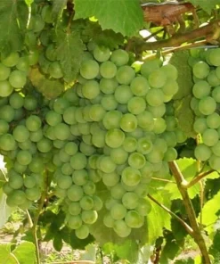 Compassion White Seedless Grape Vine Live Plants - 2 Pack, 1-2 Year Old, Outdoor - Image 1