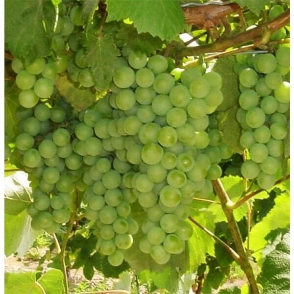 Compassion White Seedless Grape Vine Live Plants - 2 Pack, 1-2 Year Old, Outdoor - Image 1