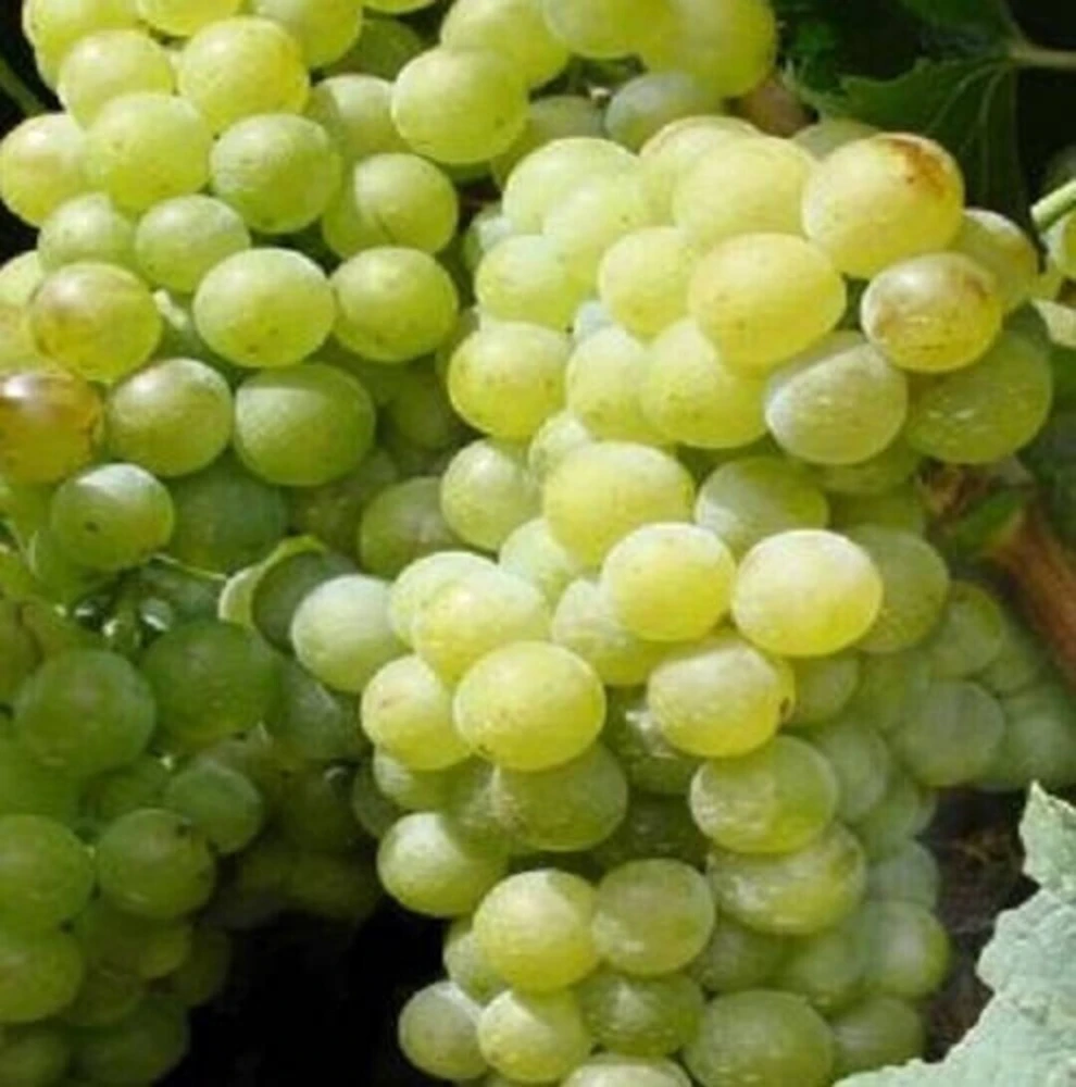 Compassion White Seedless Grape Vine Plant - 1-2 Year Old Live Plant - Outdoor - Image 3