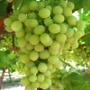 Compassion White Seedless Grape Vine Plant - 1-2 Year Old Live Plant - Outdoor - Image 1