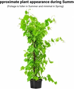 Concord Grape Vine Live Plant - 28-36" Tall - Sweet Edible Purple Fruit for Outdoor Garden - Image 2