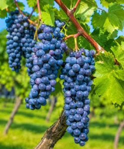 Concord Grape Vine Live Plant - 28-36
