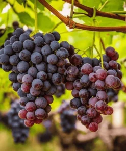 Concord Grape Vine Live Plant - 28-36